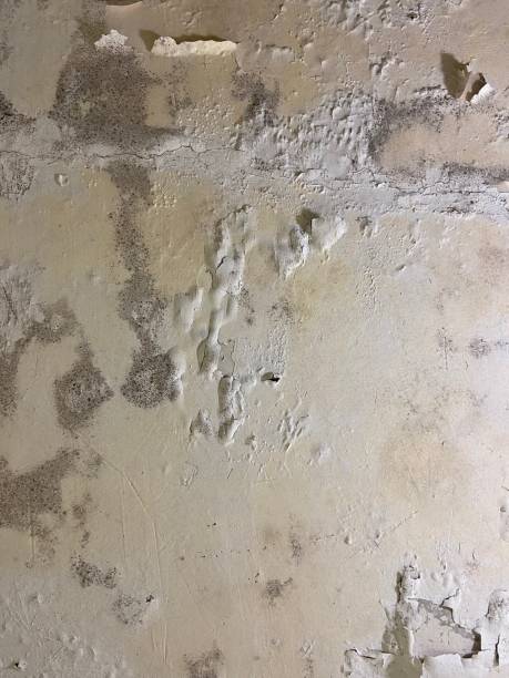 Best Industrial Mold Remediation in Buellton, CA