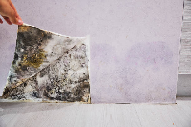Best Localized Mold Remediation (e.g., coastal areas, humid climates) in Buellton, CA